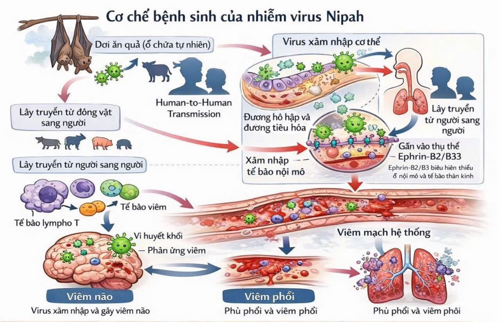 Cơ chế bệnh sinh của virus Nipah NiV
