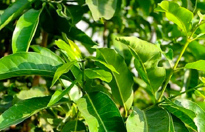 Tác dụng của Lá Vối (cả lá tươi và nụ vối) đối với Sức Khỏe; Những Lưu Ý Quan Trọng Khi Uống Nước Lá Vối